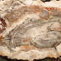Fossilized wood polished slice, prestigious decorative specimen, Madagascar