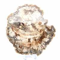 Tranche de bois pétrifié poli, fossile d'arbre, collection Madagascar