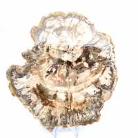 Tranche de bois pétrifié poli, fossile d'arbre, collection Madagascar