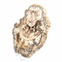 Tranche de bois pétrifié poli, fossile d'arbre, collection Madagascar