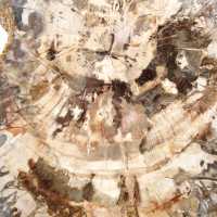 Tranche de bois pétrifié poli, fossile d'arbre, collection Madagascar