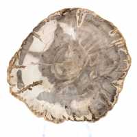 Mini tranche de bois pétrifié poli, petit fossile de collection, Madagascar