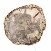 Mini tranche de bois pétrifié poli, petit fossile de collection, Madagascar