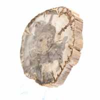 Mini tranche de bois pétrifié poli, petit fossile de collection, Madagascar