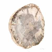 Mini tranche de bois pétrifié poli, petit fossile de collection, Madagascar