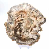 Grande tranche de bois fossilisé poli, ornement unique, Madagascar