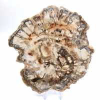 Grande tranche de bois fossilisé poli, ornement unique, Madagascar