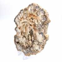 Grande tranche de bois fossilisé poli, ornement unique, Madagascar