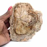Petit spécimen bois pétrifié poli, tranche fossile décorative, Madagascar
