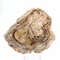 Petit spécimen bois pétrifié poli, tranche fossile décorative, Madagascar