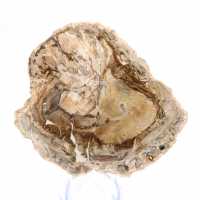Petit spécimen bois pétrifié poli, tranche fossile décorative, Madagascar