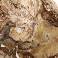 Petit spécimen bois pétrifié poli, tranche fossile décorative, Madagascar