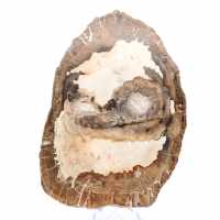 Tranche de bois fossile polie, ornement de caractère, Madagascar