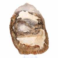 Tranche de bois fossile polie, ornement de caractère, Madagascar