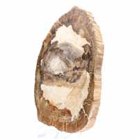 Tranche de bois fossile polie, ornement de caractère, Madagascar