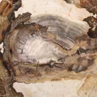 Tranche de bois fossile polie, ornement de caractère, Madagascar