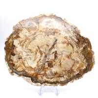 Grande tranche bois pétrifié poli, fossile massif de collection, Madagascar