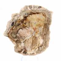 Petit ornement bois pétrifié poli, tranche fossile d'histoire, Madagascar