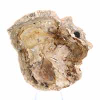 Petit ornement bois pétrifié poli, tranche fossile d'histoire, Madagascar