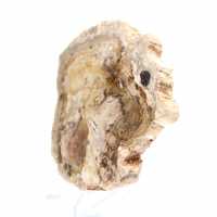 Petit ornement bois pétrifié poli, tranche fossile d'histoire, Madagascar