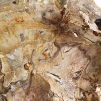 Petit ornement bois pétrifié poli, tranche fossile d'histoire, Madagascar