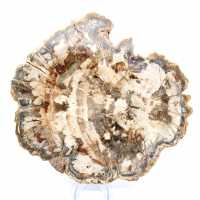 Fossile bois pétrifié, tranche polie pour collection, Madagascar
