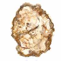 Bois pétrifié tranche, ornement poli, spécimen de Madagascar