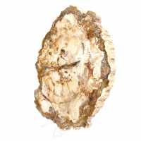 Bois pétrifié tranche, ornement poli, spécimen de Madagascar