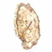 Bois pétrifié tranche, ornement poli, spécimen de Madagascar