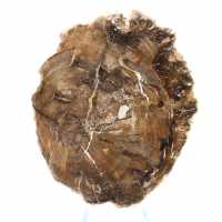 Petit ornement bois pétrifié poli, tranche fossile naturelle, Madagascar