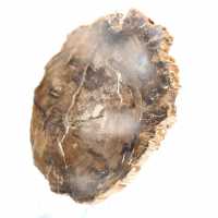 Petit ornement bois pétrifié poli, tranche fossile naturelle, Madagascar
