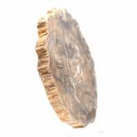 Petit ornement bois pétrifié poli, tranche fossile naturelle, Madagascar