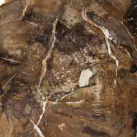 Petit ornement bois pétrifié poli, tranche fossile naturelle, Madagascar