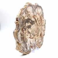 Bois fossilisé (tranche), ornement poli, pièce de collection, Madagascar