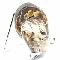 Polished Collectible Ammonite from Madagascar - Authentic Decorative Specimen