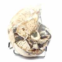 Polished Collectible Ammonite from Madagascar - Authentic Decorative Specimen