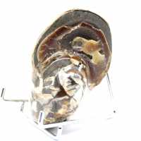 Polished Collectible Ammonite from Madagascar - Authentic Decorative Specimen