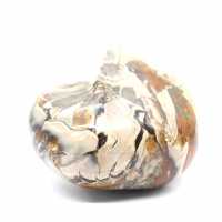 Polished Fossil Ammonite from Madagascar - Decoration and Geological Science