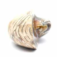 Polished Fossil Ammonite from Madagascar - Decoration and Geological Science