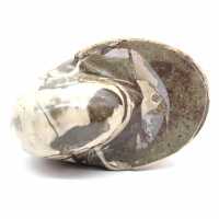 Spécimen d'Ammonite de Madagascar - Fossile Poli pour Collectionneur