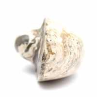 Spécimen d'Ammonite de Madagascar - Fossile Poli pour Collectionneur