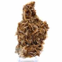 Moneda marroquí de barita con cristales marrones