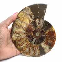 Polished Ammonite for Lithotherapy and Collection – Madagascar
