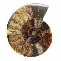 Ammonite Polie pour Lithothérapie et Collection – Madagascar