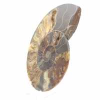 Polished Ammonite for Lithotherapy and Collection – Madagascar