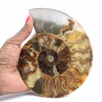 Ammonite Fossil Polished Section – Geology of Madagascar