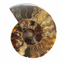 Ammonite Fossile Découpe Polie – Géologie de Madagascar