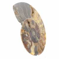 Ammonite Fossil Polished Section – Geology of Madagascar