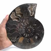 Ammonite Fossile Sciée Polie Madagascar – Pièce de Collection Unique