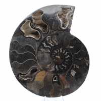 Ammonite Fossile Sciée Polie Madagascar – Pièce de Collection Unique